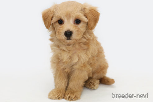 成約済の神奈川県のマルプー:マルチーズ×トイプードル-322043